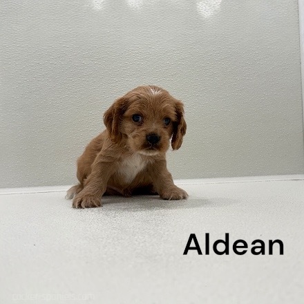 puppy, for, sale, Cocker Spaniel, Joe & Cherri  Overlease, dog, breeder, Miller, MO, dog-breeder, puppy-for-sale, forsale, nearby, find, puppyfind, locator, puppylocator, aca